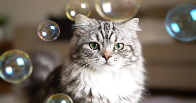 Playful cat mesmerized by floating bubbles in a cozy indoor setting with soft lighting