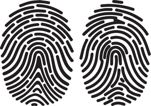 Black fingerprint icons on white background, biometric identification symbols, set of two human thumbprint vector illustrations for security and forensics