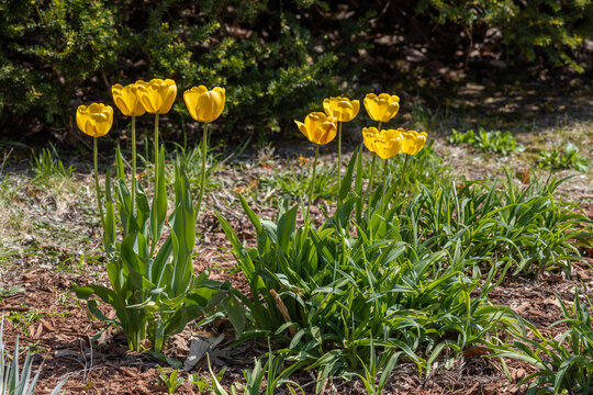 Close up view of a small patch of beautiful yellow perennial tulips (tulipa) in a sunny garden