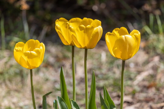 Close up view of a small patch of beautiful yellow perennial tulips (tulipa) in a sunny garden