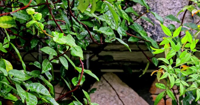 Creeping fig vines creeping along the mottled stone wall in a damp summer garden.