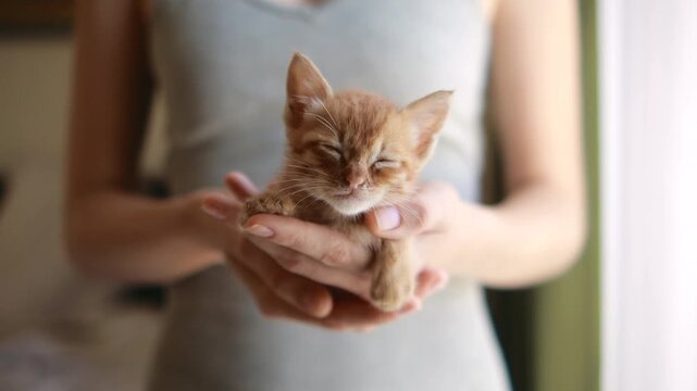 A tiny newborn ginger kitten resting gently in a woman caring hands with love and care