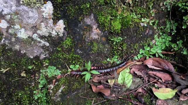 Lipan (kilopoda, kelabang, Chilopoda, centipede) is crawling on the land. Poisonous animal.