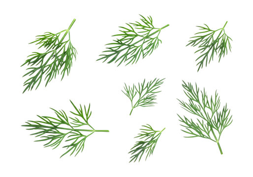 Fresh green dill herb sprigs arranged on transparent background, showing feathery leaves and short stems