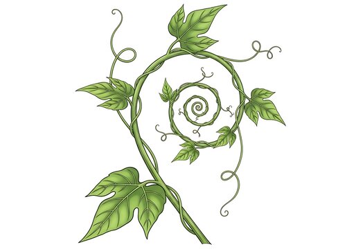 Elegant green vine leaf swirl decorative botanical illustration design