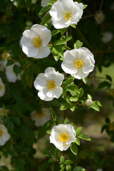 Fototapeta premium ナニワイバラ バラの花