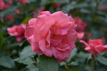 Fototapeta premium ペルニール・ポールセン バラの花