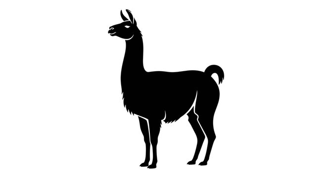 Black llama standing profile view 4.