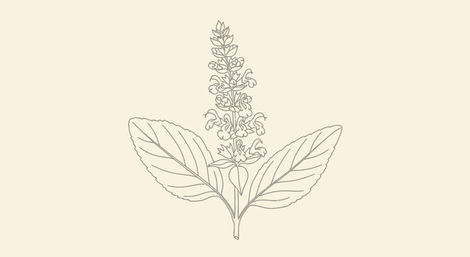 Floral illustration of a basil plant in a minimalist line art style
