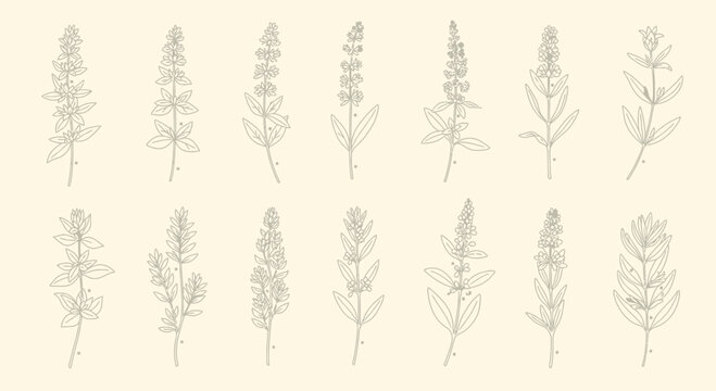 Illustrated botanical drawings of various flowering plant sprigs on beige backdrop