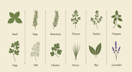Fototapeta premium Illustrated culinary herb collection basil sage rosemary thyme parsley oregano
