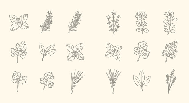 Illustrated botanical herbs collection isolated on light background