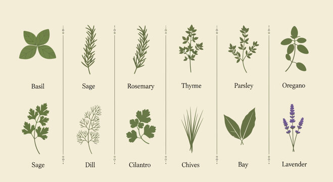 Illustrated culinary herb collection basil sage rosemary thyme parsley oregano