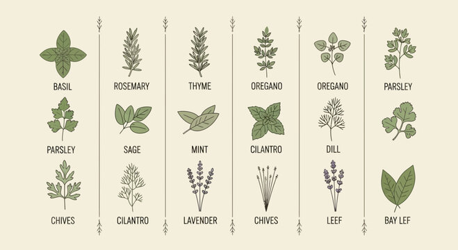 Illustrated culinary herb collection vector drawings of basil rosemary thyme etc