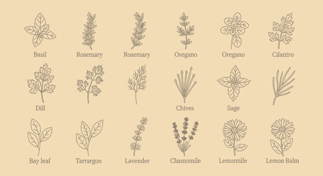 Illustrated culinary herb collection on tan background for recipes and design