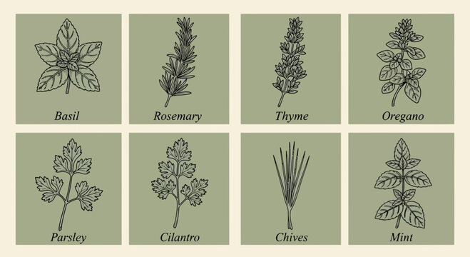 Illustrated culinary herbs basil rosemary thyme oregano parsley cilantro chives and mint