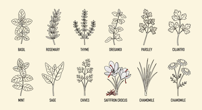 Illustrated culinary herbs collection basil rosemary thyme and more