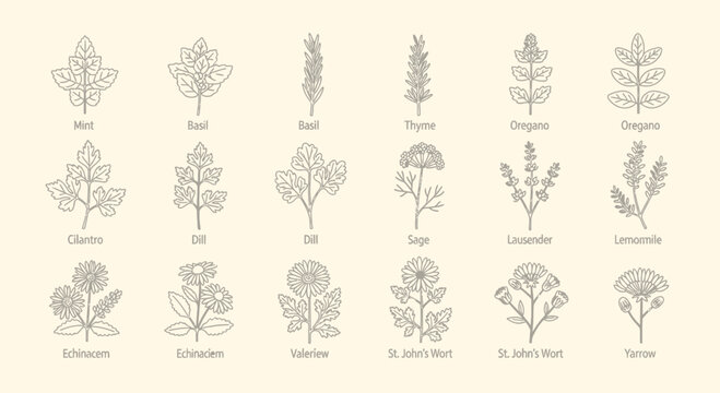Illustrated herbs and flowers collection for culinary or medicinal use