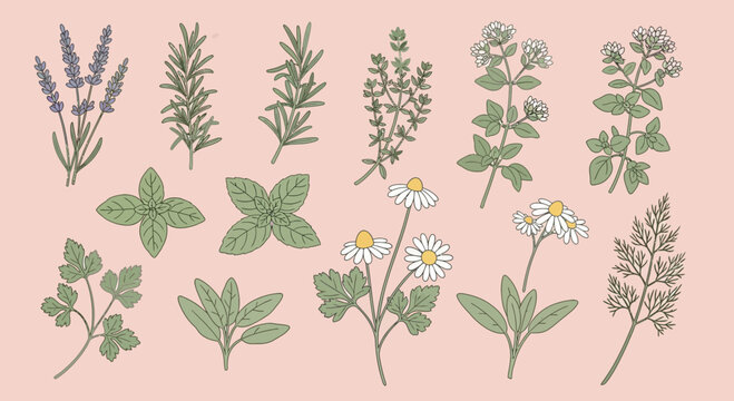 Illustrated herbs and flowers collection against a soft pink background