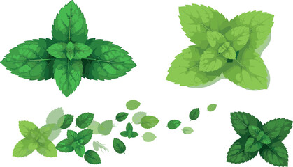 Fresh mint leaves collection with green herbal foliage clusters and scattered leaves natural botanical vector illustration set © Md