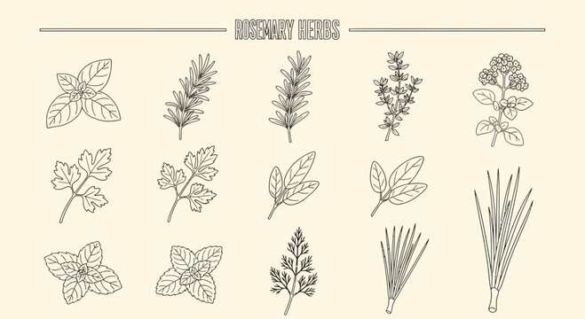 Illustrated herbs collection with various leaves and plants on beige backdrop
