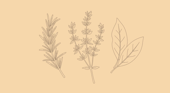 Illustrated herbs rosemary thyme and bay leaves on a neutral background
