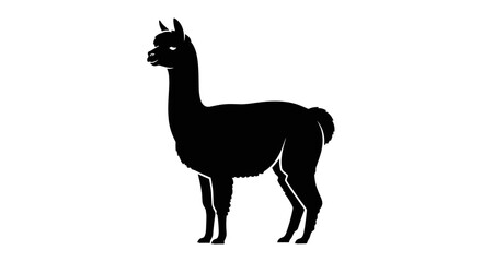Fototapeta premium Black silhouette of llama standing.