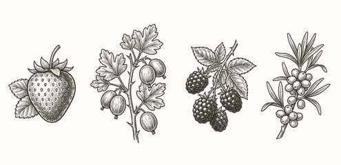 Different berries set. hand drawn berry isolated on white. Strawberry, gooseberry, blackberry and sea buckthorn. Garden harvest, vector collection © bow