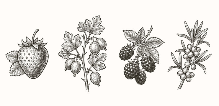 Different berries set. hand drawn berry isolated on white. Strawberry, gooseberry, blackberry and sea buckthorn. Garden harvest, vector collection