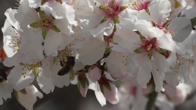 Bee white flowers of almond tree close-up. Honey bee flies and pollinates. Flowering in spring season.