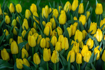 Obraz premium yellow tulips in spring
