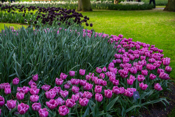 Fototapeta premium field of pink tulips
