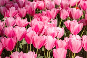 Obraz premium pink tulips in the garden