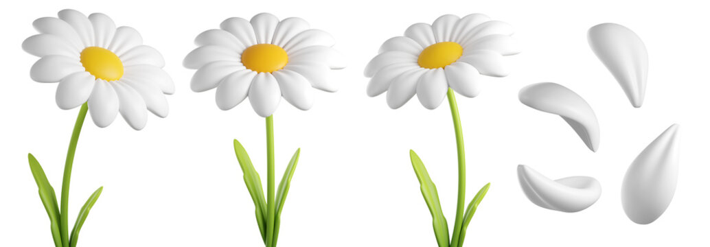 3D Daisy Flower with leaves and stem. Head of Cartoon chamomile bubble bloom with white petals for spring and summer design. 3d render 
