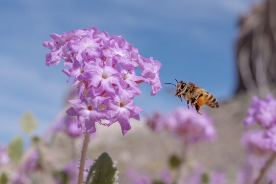 Honey bee pollinating purple desert sand verbena.