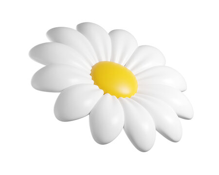 3D Daisy Flower. Head of Cartoon chamomile bubble bloom with white petals for spring and summer design. 3d render 
