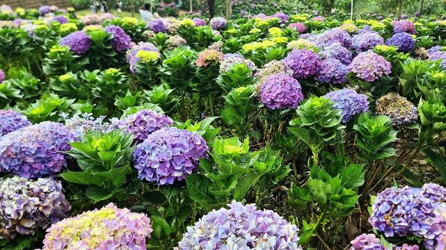 Malang, indonesia - 3 May, 2026: Refreshing Nature Walk Through Beautiful Hydrangea Flower Garden