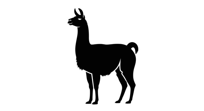 Black llama standing profile view 2.