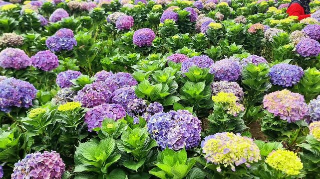Peaceful Colorful Hydrangea Garden Blooming in Summer Nature