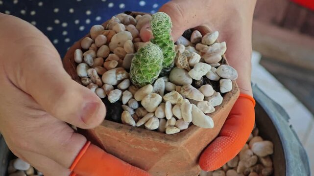 Repotting plant, cactus into new pot.