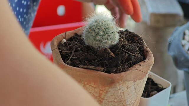 Repotting plant, cactus into new pot.