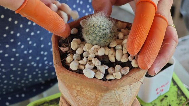 Repotting plant, cactus into new pot.