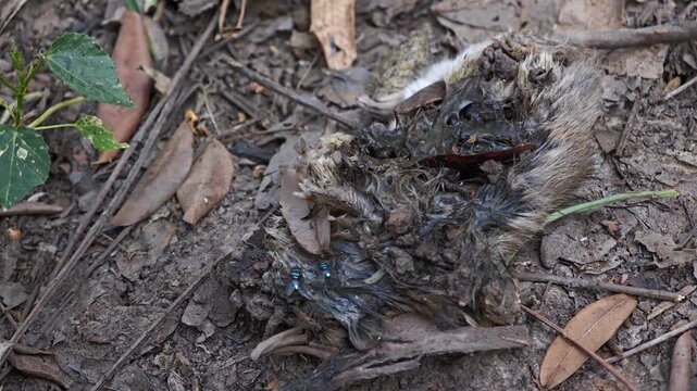 Maggots eating a dead mouse.