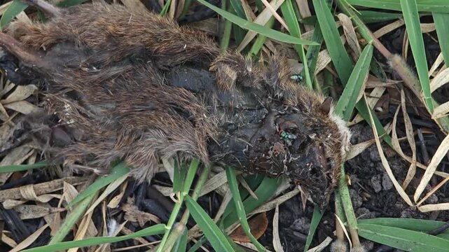 Maggots eating a dead mouse.