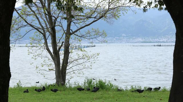 Wild Eurasian coot in natural landscape outdoors
