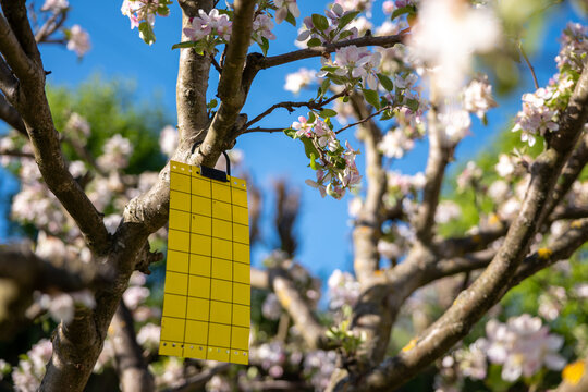 Yellow sticky trap on apple tree capturing fungus gnats, whiteflies and leaf miners. Biological pest control, monitoring and detection concept.