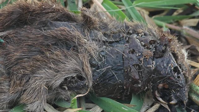 Maggots eating a dead mouse.