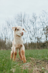 Obraz premium Young baby goat stands alert on green grass in early spring with bare trees in the background under a cloudy sky.