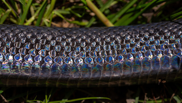 Detail of snakeskin scales. Macro close-up scaly snake skin. Snake scale pattern. Black snake scales. Leathery snake texture. Snakes scales detailed reptilian texture. Exotic reptilian background.
