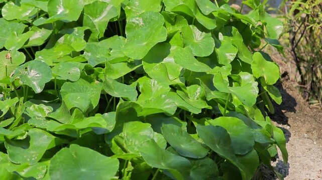 Asiatic pennywort. Centella asiatica plant.